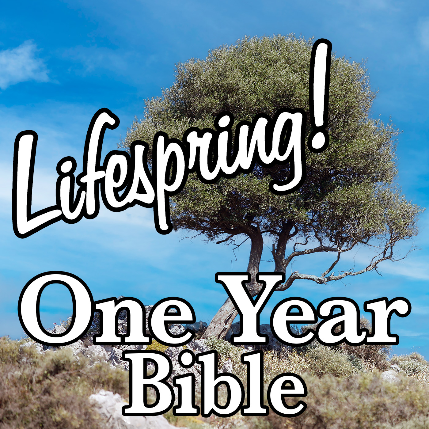 S13E123ArtJLP1400-isolated olive tree