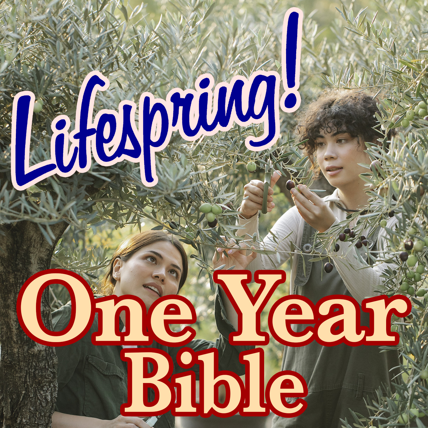 S13E205ArtJLP1400-harvesting olives