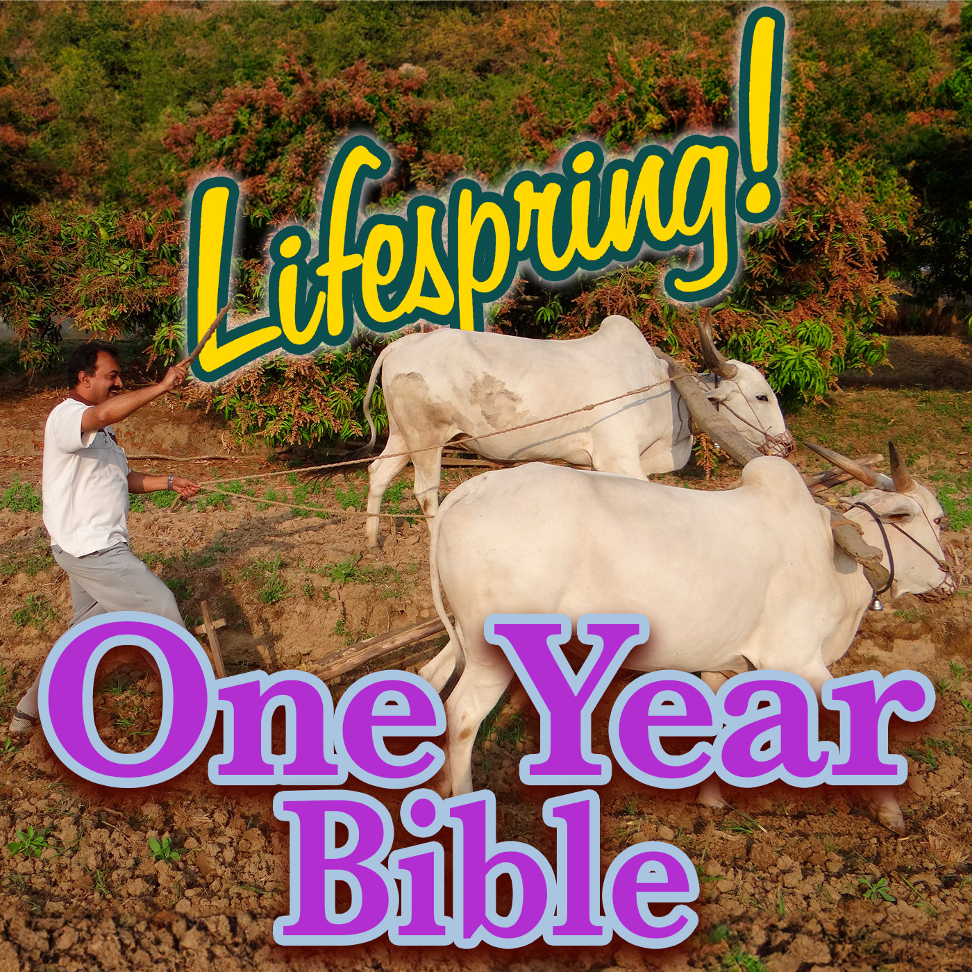 S13E278ArtJLP1400-plowing with oxen